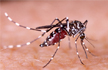 Delhi NCR sees rise in dengue cases, authorities fretted